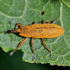 Lixus bardanae