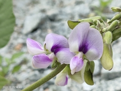 Neustanthus phaseoloides