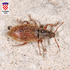 Phyllobius oblongus