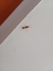 Camponotus