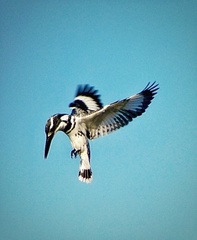 Ceryle rudis leucomelanurus