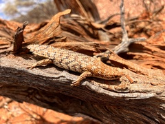 Pygmy Spiny-Tailed Skink photo 5