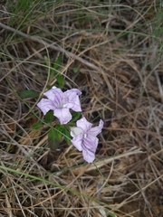 Ruellia pilosa