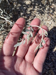 Psorothamnus emoryi emoryi