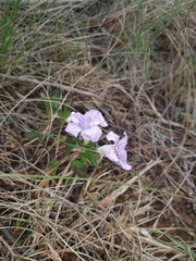 Ruellia pilosa