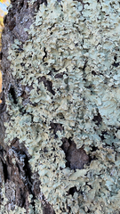 Flavoparmelia caperata