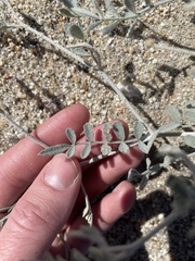 Psorothamnus emoryi emoryi