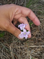 Ruellia pilosa