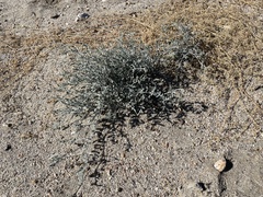 Psorothamnus emoryi emoryi