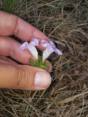 Ruellia pilosa