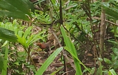 Rallina tricolor