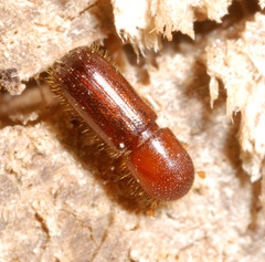 Xyleborinus saxesenii