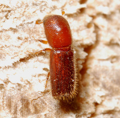 Xyleborinus saxesenii