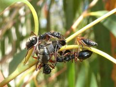 Dolichoderus doriae
