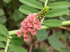 Indigofera hendecaphylla