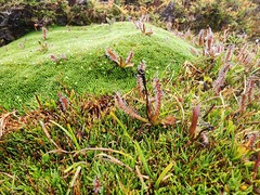 Drosera arcturi