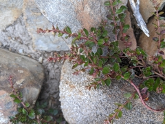 Gonocarpus montanus