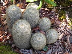 Mammillaria flavicentra