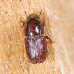 Scolytus intricatus