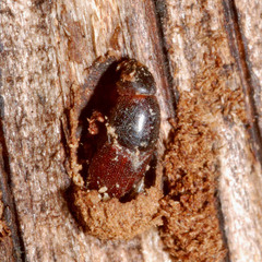 Scolytus intricatus