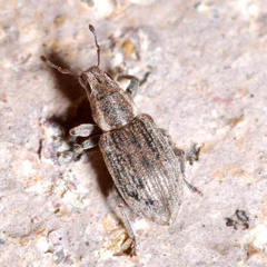Sitona humeralis