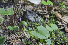 Corybas confusus