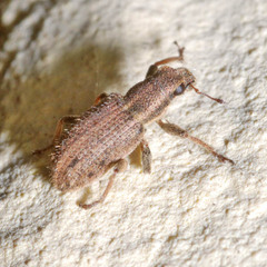 Sitona hispidulus