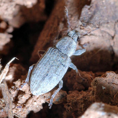 Sitona humeralis
