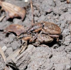 Tanymecus palliatus