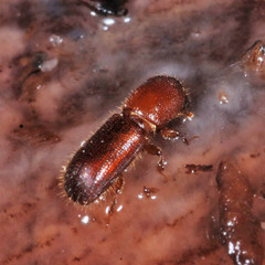 Xyleborus monographus