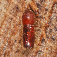 Xyleborus monographus
