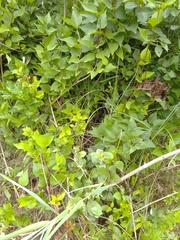 Syringa