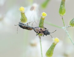 Nysius