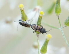 Nysius