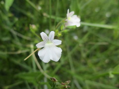 Nemesia diffusa