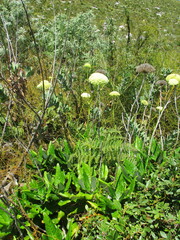 Hermas villosa