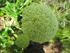Hermas villosa