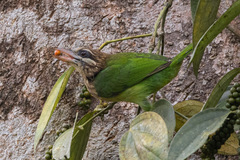 Psilopogon viridis