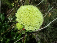 Hermas villosa