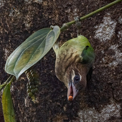 Psilopogon viridis
