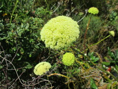 Hermas villosa
