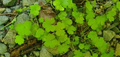 Hydrocotyle heteromeria