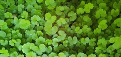 Hydrocotyle heteromeria