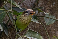 Psilopogon viridis