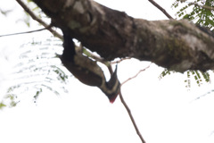 Dinopium benghalense