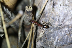 Myrmecia regularis