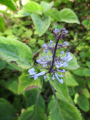 Plectranthus