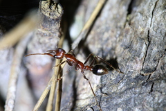 Myrmecia regularis