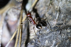 Myrmecia regularis