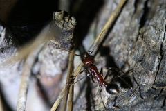 Myrmecia regularis
